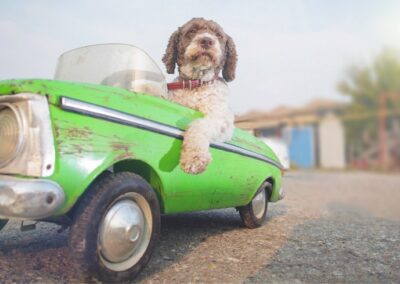 Drive across borders with peace of mind! How to register your car online – Step by Step!