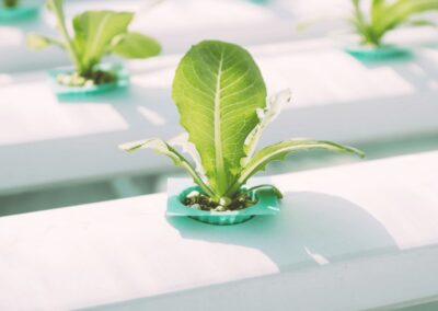 Opportunities in the Agri-Tech sector in the UAE