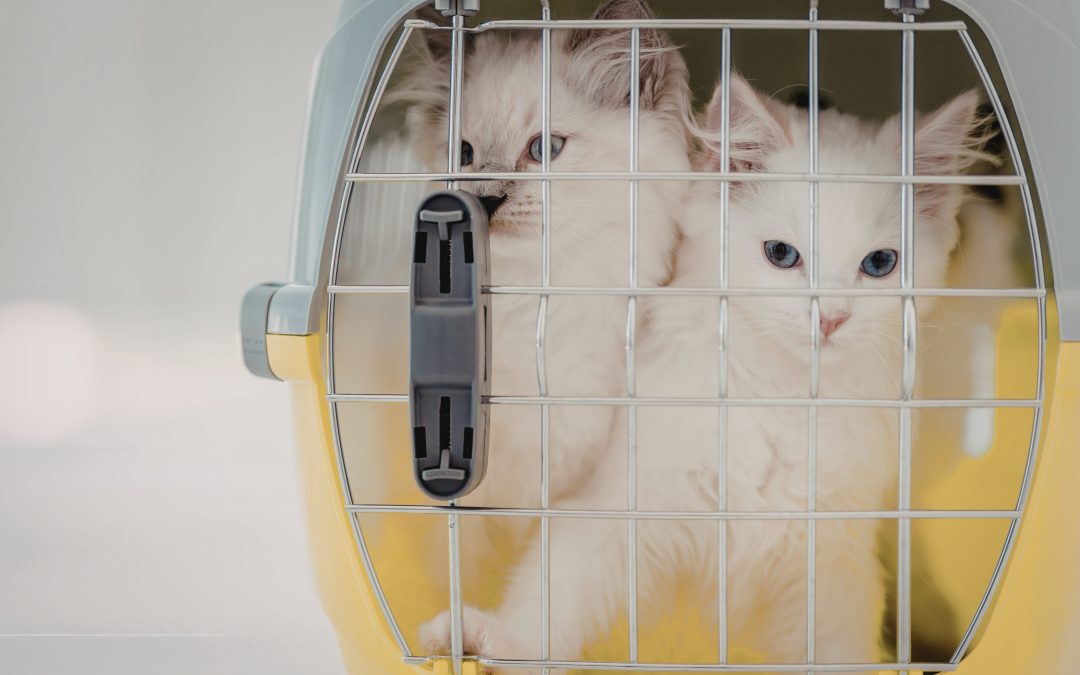 How to Relocate Your Pet to the UAE: Regulations, Requirements & Step-by-Step Guide