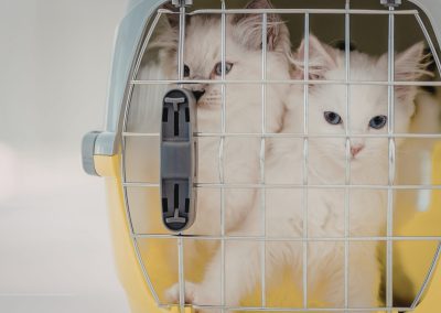 How to Relocate Your Pet to the UAE: Regulations, Requirements & Step-by-Step Guide